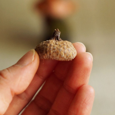 Große Eichelhütchen