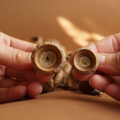 Große Eichelhütchen