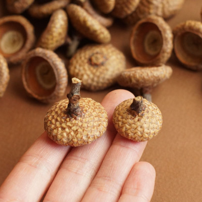 Große Eichelhütchen