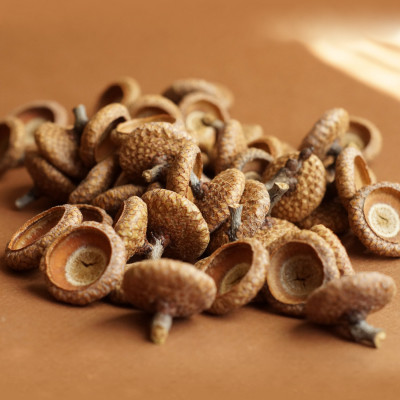 Große Eichelhütchen