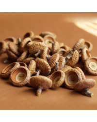 Große Eichelhütchen