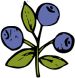 blaubeere.jpg