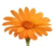 calendula.jpg