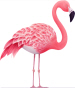 flamingo.jpg