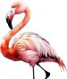 flamingo.jpg