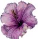 hibiskus.jpg