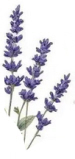 lavendel.jpg