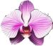 orchidee.jpg