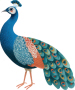 pfau_1.jpg