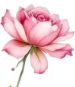 rose.jpg